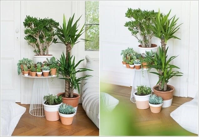 Các loại cây dễ trồng