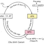 Chu trình cố định CO2 ở thực vật C3