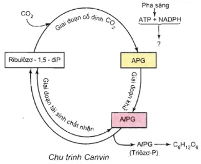 Chu trình cố định CO2 ở thực vật C3