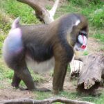 Khỉ Mandrill