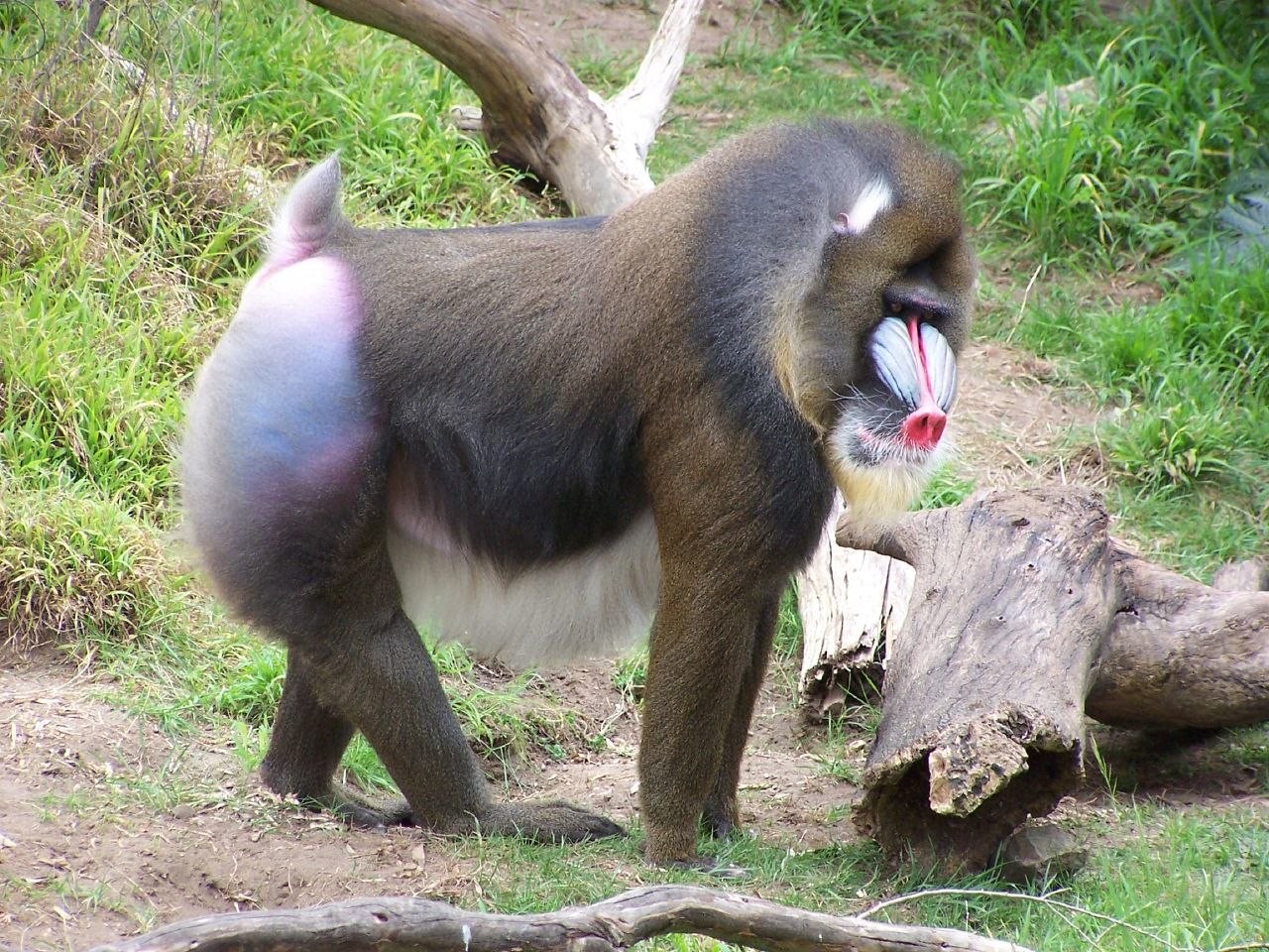 Khỉ Mandrill