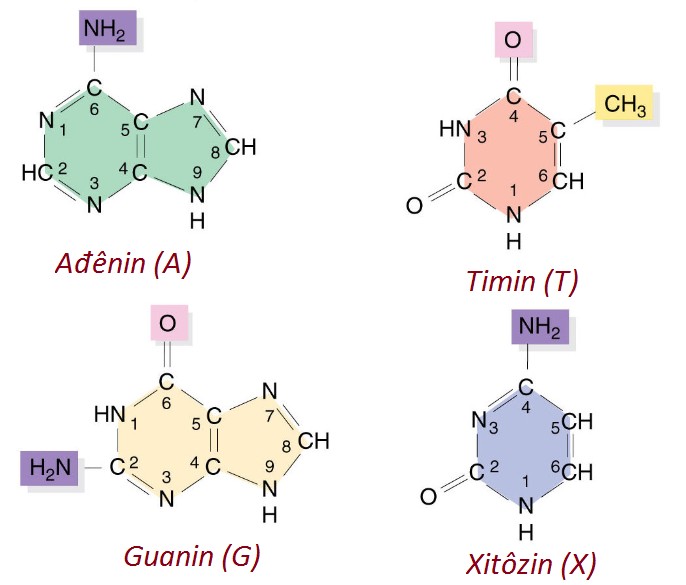 Các nucleotide tự do là nguyên liệu để tổng hợp ADN mới