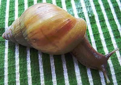 Ốc sên Châu Phi - Achatina fulica