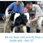 Cấy truyền phôi giúp tạo ra những con giống bò sữa tốt