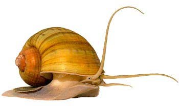 Ốc bươu vàng - Pomacea canaliculata