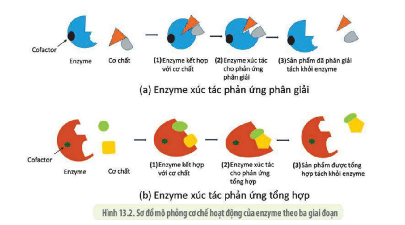 Hoạt động của enzyme