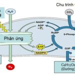 lá cây xanh tươi
