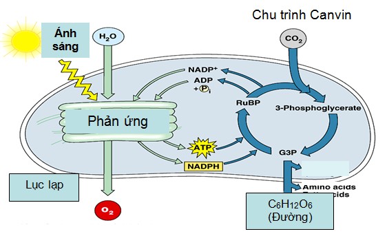 lá cây xanh tươi