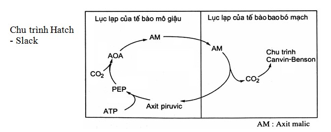 Cây ngô đồng