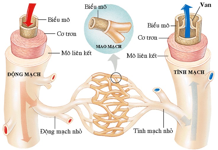 Đo huyết áp đúng cách giúp kiểm soát sức khỏe tim mạch