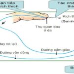 Cung phản xạ