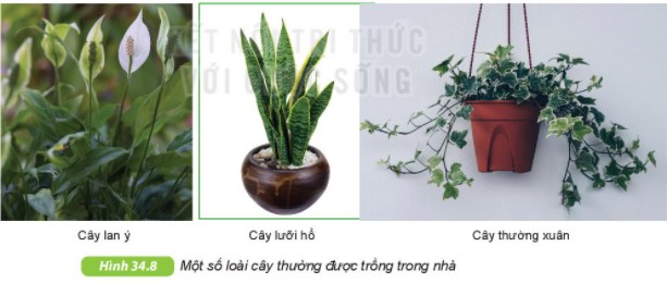 Quan sát thực vật trong tự nhiên