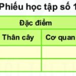 Phiếu quan sát thực vật