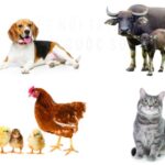 Con chó tai cụp, mũi thính, mắt to