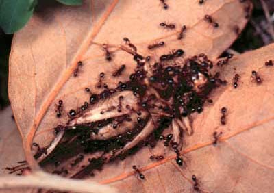 Kiến lửa đỏ - Solenopsis invicta