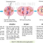 Các giai đoạn của giảm phân I