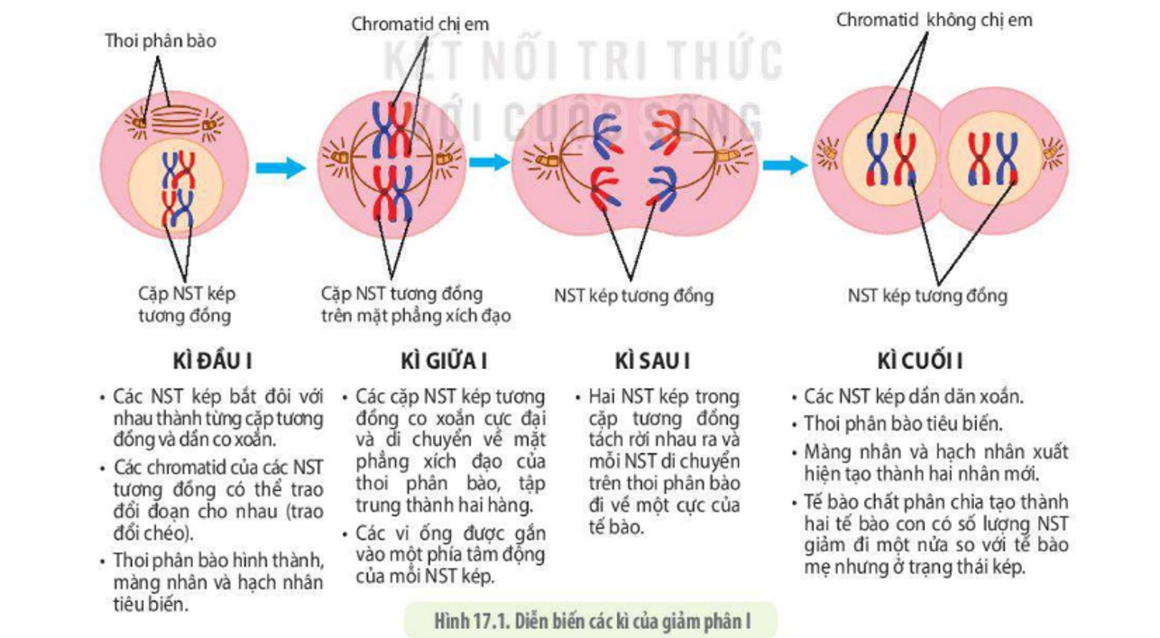 Sơ đồ minh họa quá trình giảm phân I và giảm phân II, thể hiện rõ sự phân chia nhiễm sắc thể qua các kỳ.