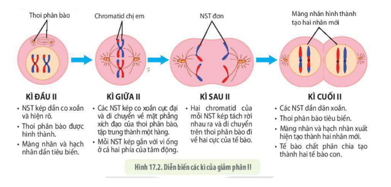Sơ đồ minh họa quá trình giảm phân I và giảm phân II, thể hiện rõ sự phân chia nhiễm sắc thể qua các kỳ.