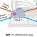 Thông tin giữa các tế bào là quá trình tế bào tiếp nhận, xử lý và phản hồi các tín hiệu từ tế bào khác.