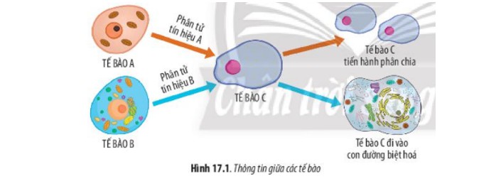 Thông tin giữa các tế bào là quá trình tế bào tiếp nhận, xử lý và phản hồi các tín hiệu từ tế bào khác.