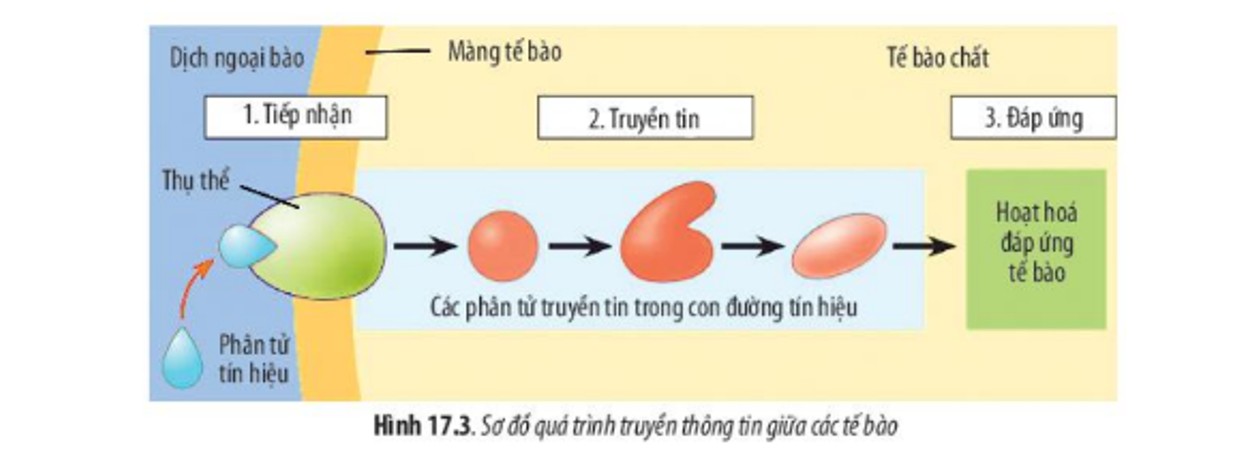 Bao gồm 3 giai đoạn: tiếp nhận tín hiệu; truyền tín hiệu; đáp ứng tín hiệu nhận được.