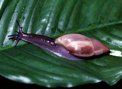 Sên sói tía - Euglandina rosea