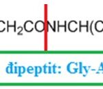 Cấu trúc hóa học của một đipeptit