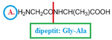 Cấu trúc hóa học của một đipeptit