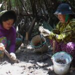 Người dân Đầm Dơi bắt chem chép dưới các tán rừng ngập mặn