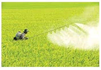 Phun thuốc trừ sâu theo chiều gió để đạt hiệu quả cao và an toàn