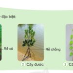 Cây rễ cọc và cây rễ chùm, hình ảnh minh họa sự khác biệt về cấu trúc rễ của hai loại cây, thể hiện rễ chính của cây cọc và mạng lưới rễ của cây chùm