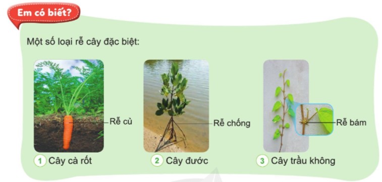 Cây rễ cọc và cây rễ chùm, hình ảnh minh họa sự khác biệt về cấu trúc rễ của hai loại cây, thể hiện rễ chính của cây cọc và mạng lưới rễ của cây chùm