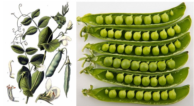Thí nghiệm menđen đậu hà lan minh họa các bước lai giống và phân tích di truyền