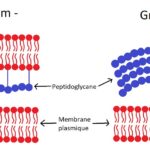 Cấu trúc lớp vách khác nhau giữa các vi khuẩn Gram dương và Gram âm