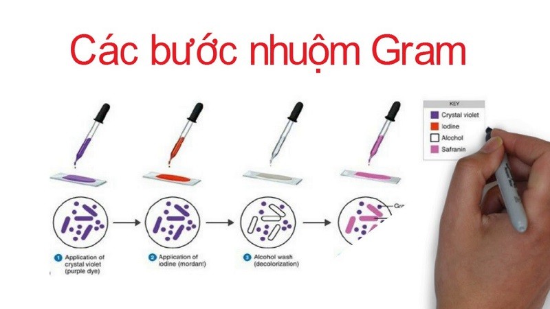 Các bước nhuộm tiêu bản
