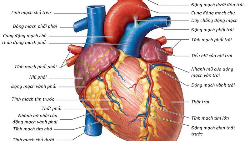 Chi tiết cấu tạo tim