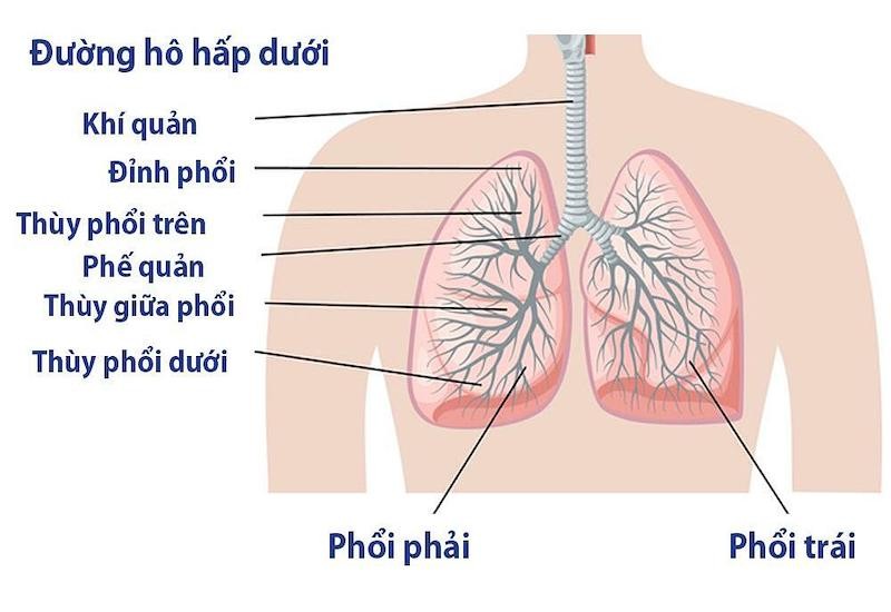 Hình ảnh mô tả cấu trúc bên ngoài của lá phổi người, bao gồm các thùy phổi phải và trái