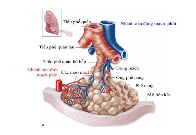 Sơ đồ cấu tạo chi tiết bên trong lá phổi, hiển thị phế quản, tiểu phế quản và phế nang