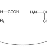 Công thức cấu tạo của các tripeptit khác nhau