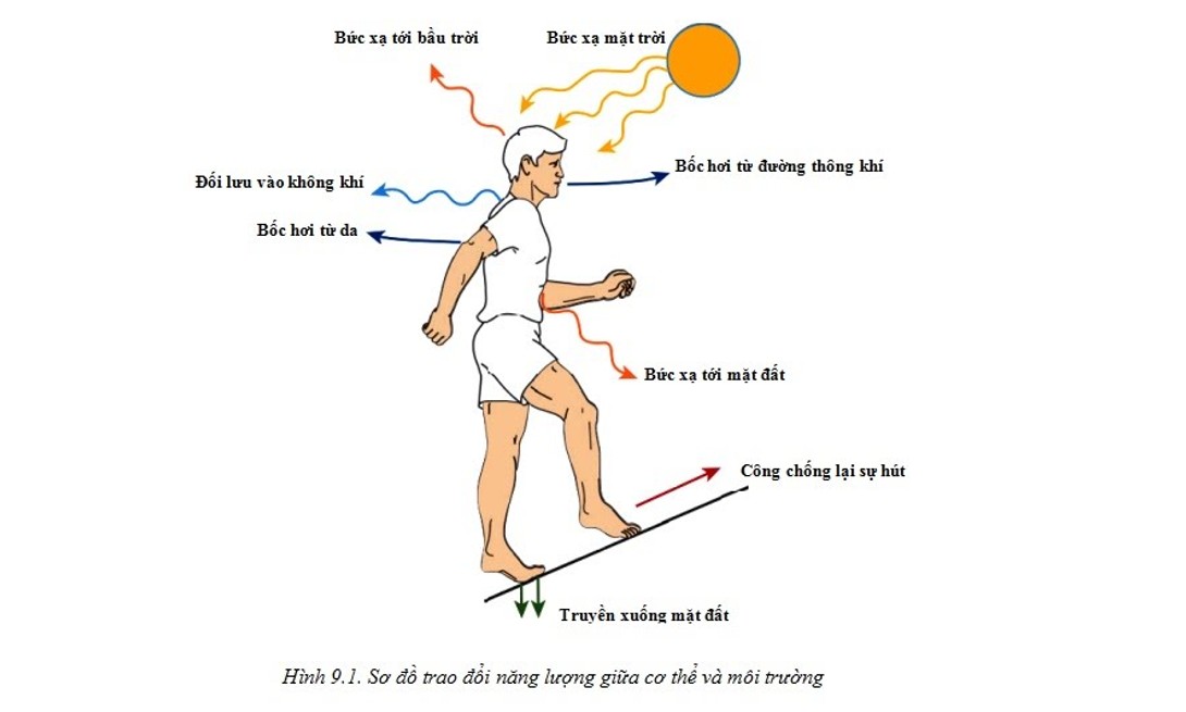 Các yếu tố ảnh hưởng đến quá trình trao đổi chất và chuyển hóa năng lượng