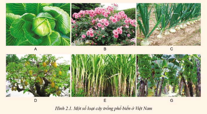 Cây khoai tây trong vòng đời phát triển