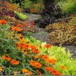 Zinnia Profusion Orange Oct 4 08