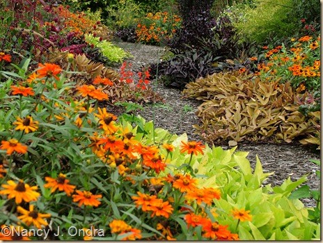 Zinnia Profusion Orange Oct 4 08