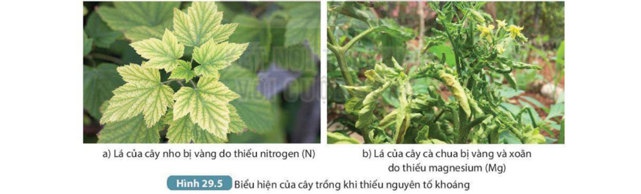 Lá cây thiếu chất khoáng