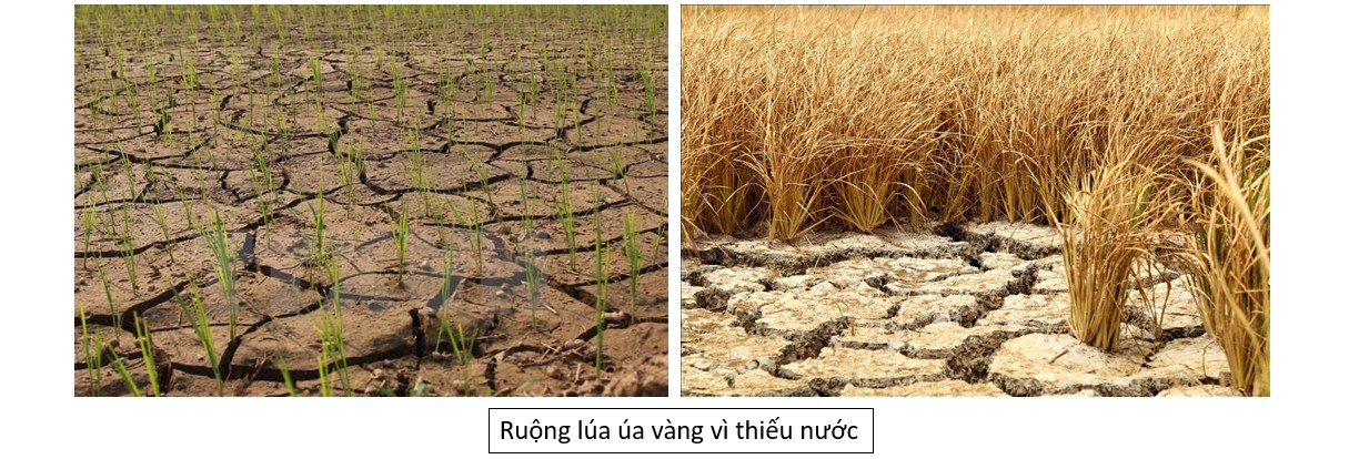 Ảnh minh họa thiếu nước