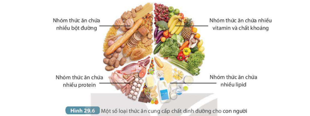 Thực phẩm chứa chất dinh dưỡng