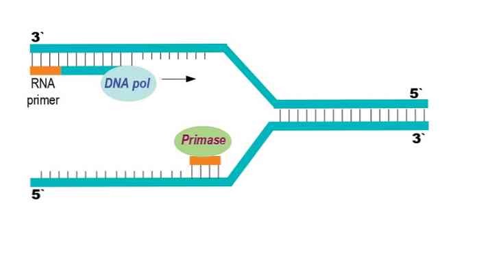 Primase tổng hợp đoạn mồi ARN