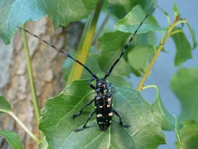 Mọt gỗ Anoplophora