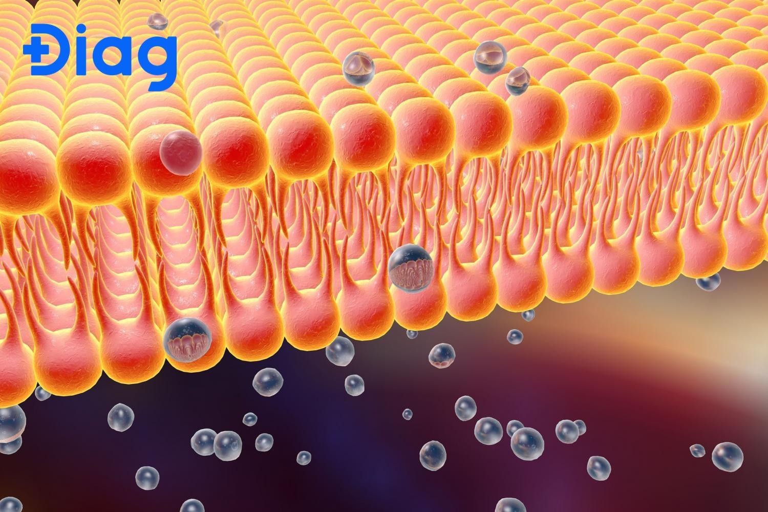 Cholesterol tạo các mảng lipid rafts giúp truyền tín hiệu tế bào.