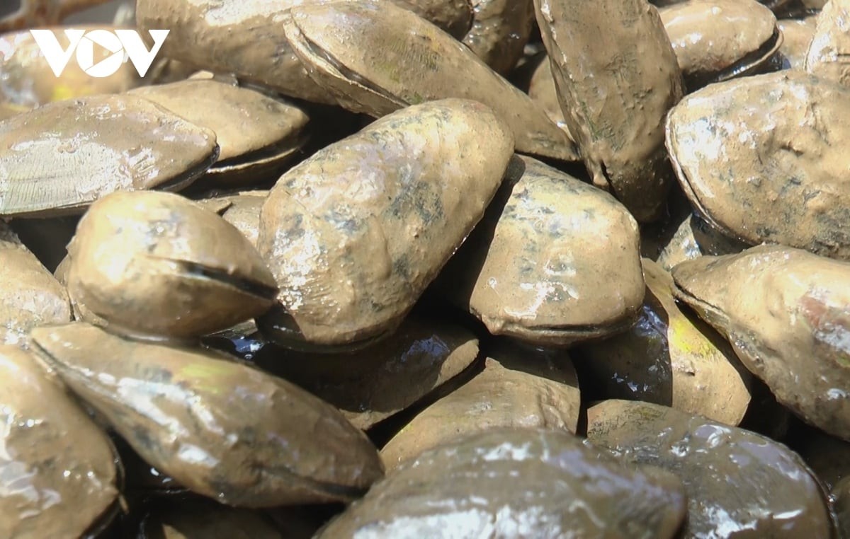 Chem chép đang được thu mua với giá khoảng 40.000 - 50.000 đồng/kg